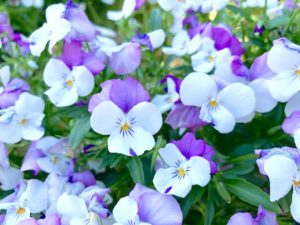 ヴィオラの花