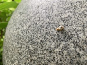カタツムリ