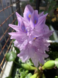 ホテイアオイ花