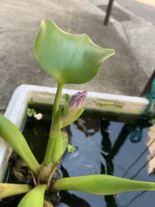 ホテイアオイツボミ