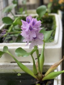 ホテイアオイ花