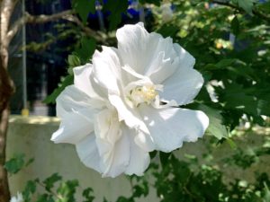 ムクゲの花