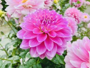 ダリアの花