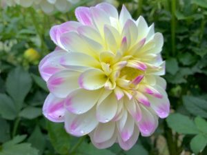 ダリアの花