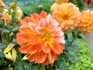 ダリアの花