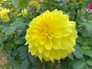 ダリアの花