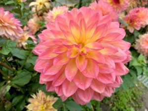 ダリアの花