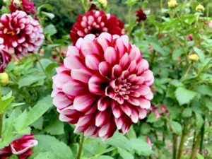 ダリアの花