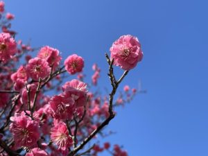 梅の花