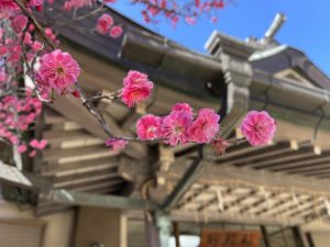 梅の花