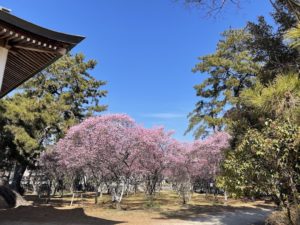 梅の花