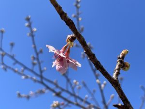 河津桜