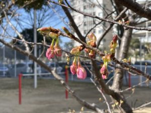 河津桜