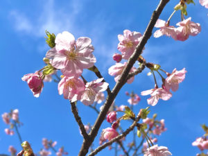 河津桜