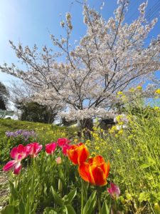 太山寺の近くの桜など