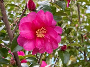 山茶花