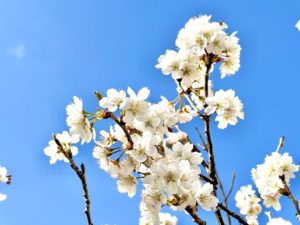 大島桜