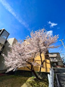 大井通のさぅら