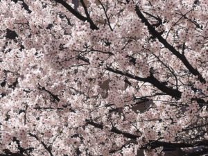 桜