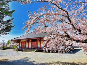 浄土寺の桜