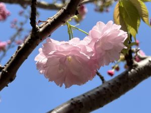 八重桜