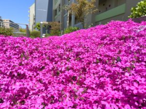 芝桜