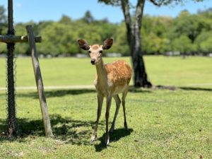 奈良公園の鹿