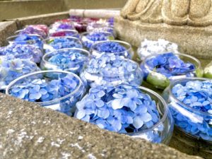 紫陽花の写真