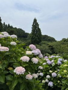 あわじ花の歳時記園2