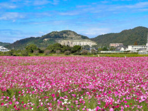 コスモスの花