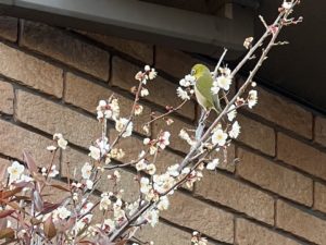 梅にメジロ