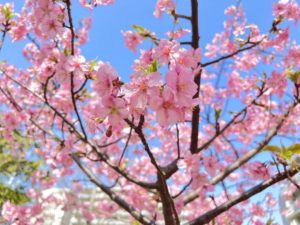 河津桜