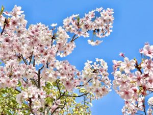 桜の花