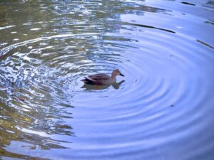 再度公園の鴨