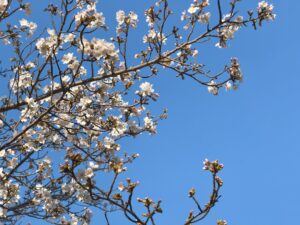 近所のソメイヨシノ