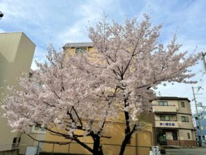 みなけん近くの桜