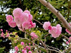 八重桜