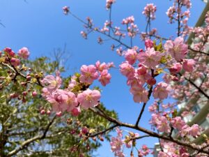 河津桜