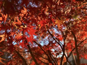 紅葉